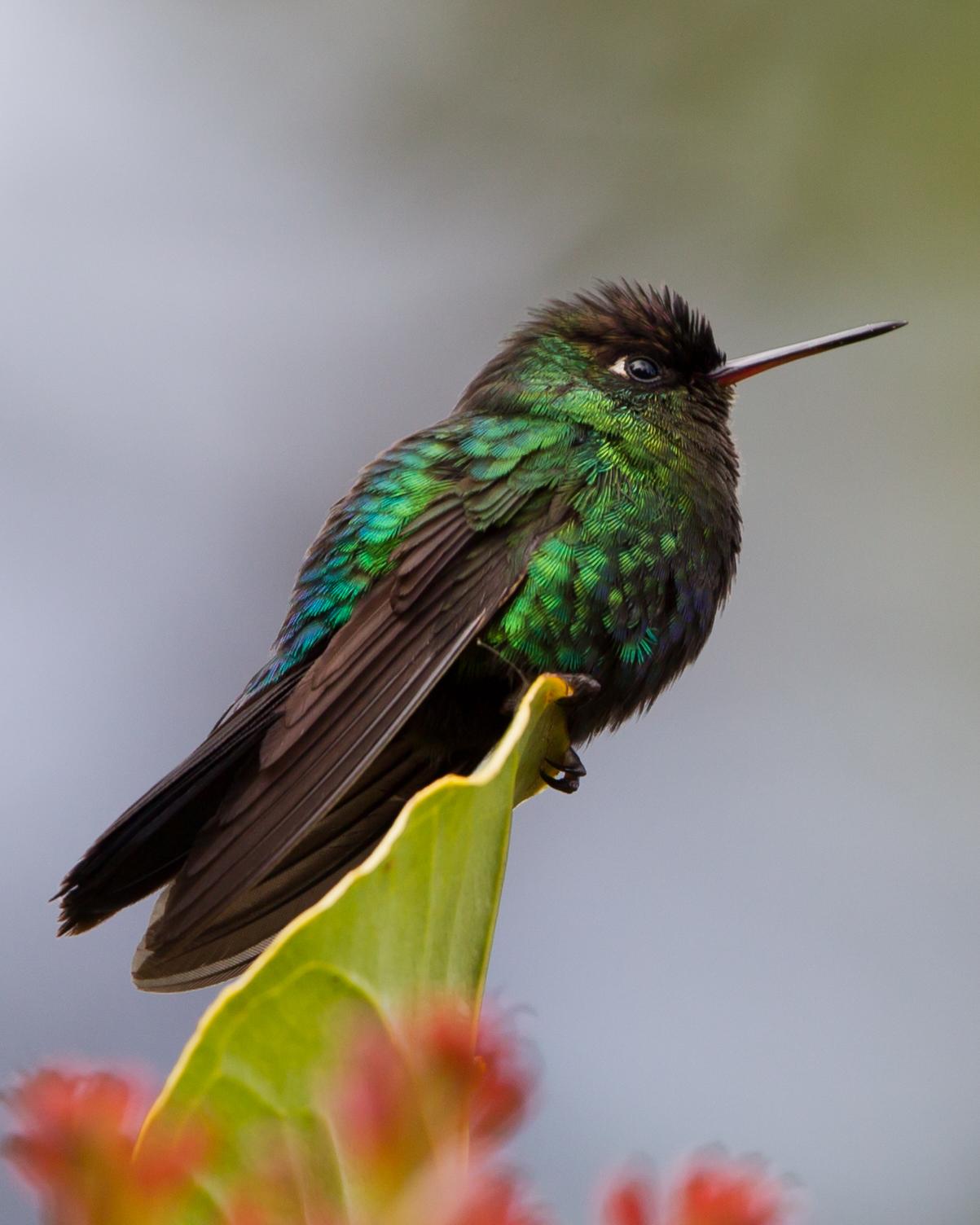 Fiery-throated Hummingbird Photo by Kevin Berkoff