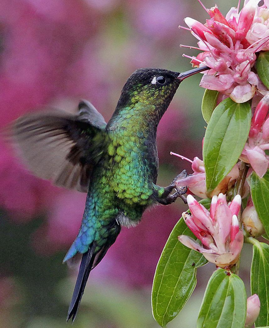 Fiery-throated Hummingbird Photo by Joseph Pescatore