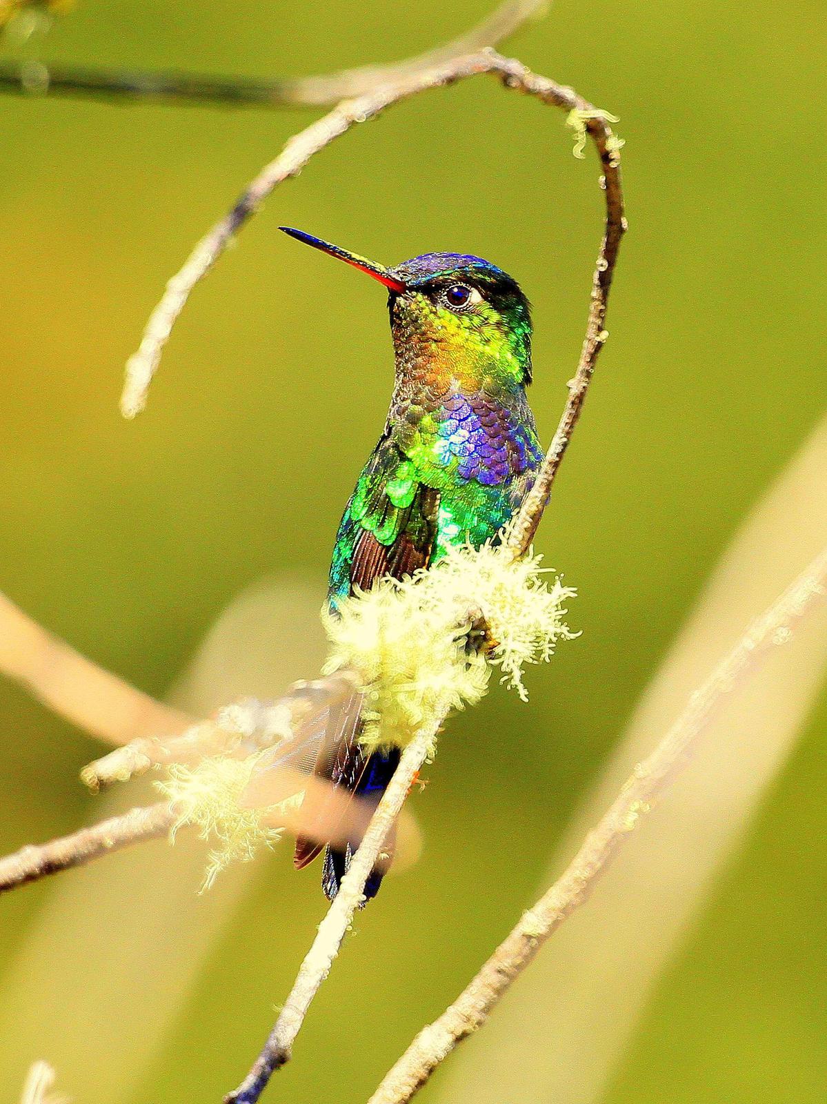 Fiery-throated Hummingbird Photo by Don Downer