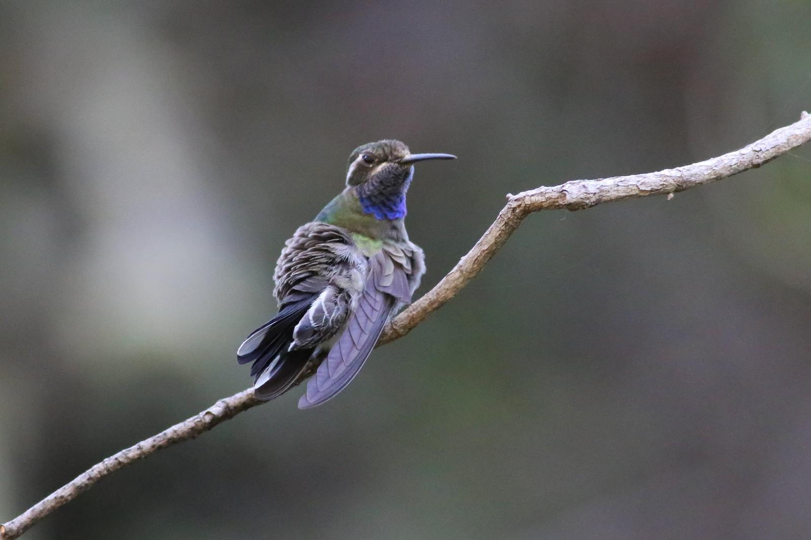 Blue-throated Mountain-gem Photo by Tom Ford-Hutchinson