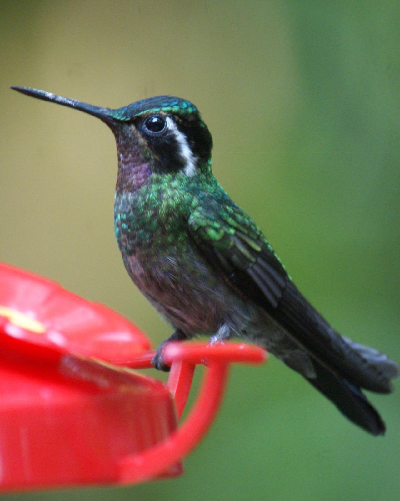 Purple-throated Mountain-gem Photo by Robin Oxley