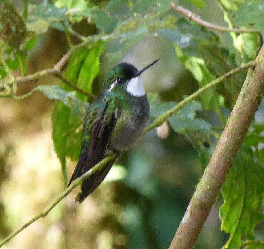 White-throated Mountain-gem Photo by Peter Boesman