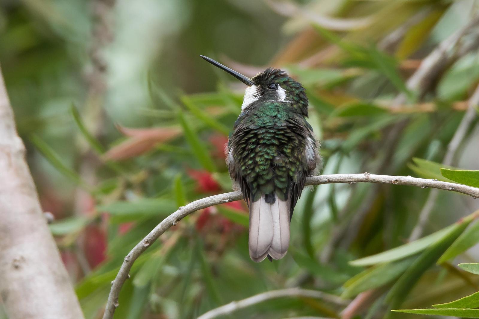 White-throated Mountain-gem Photo by Gerald Hoekstra