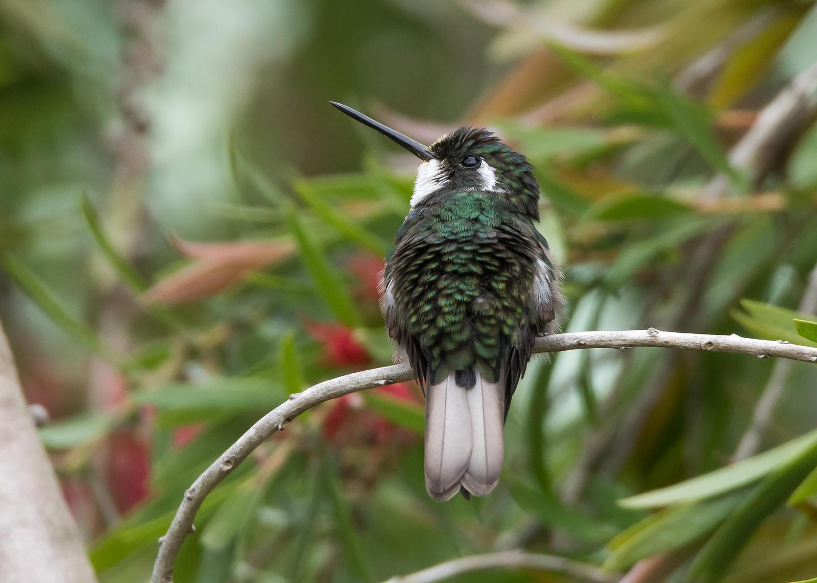 White-throated Mountain-gem Photo by Gerald Hoekstra