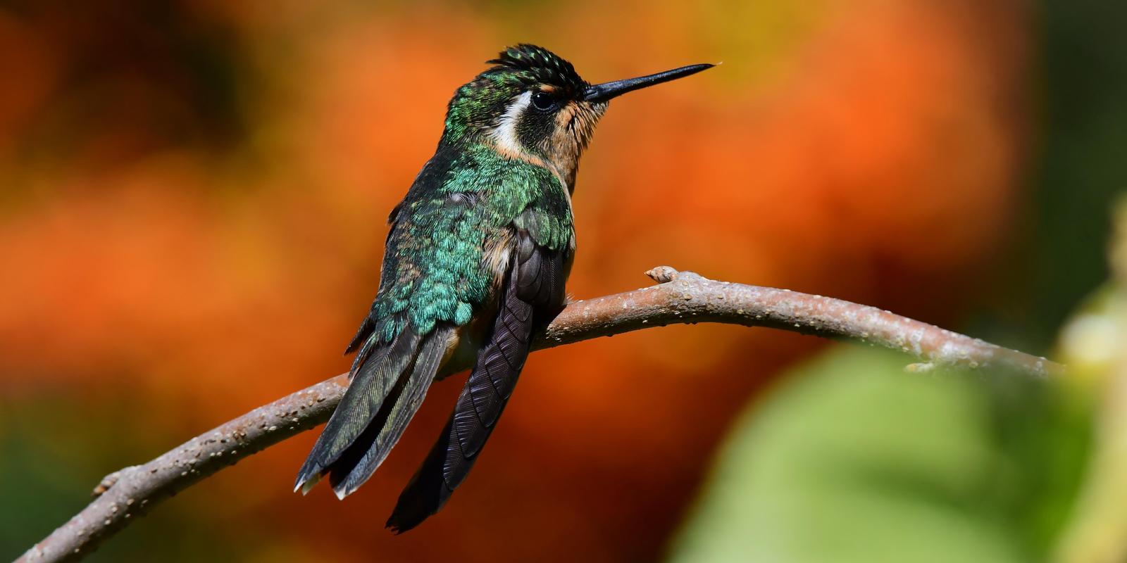 White-throated Mountain-gem Photo by Gareth Rasberry