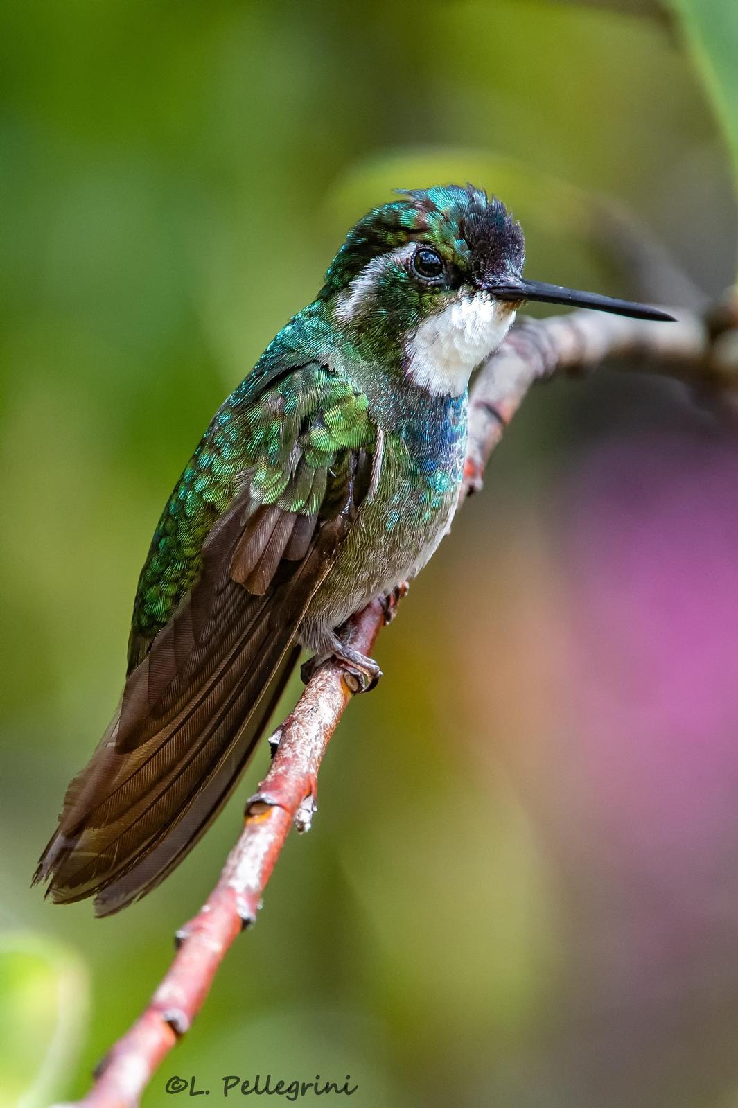 White-throated Mountain-gem Photo by Laurence Pellegrini