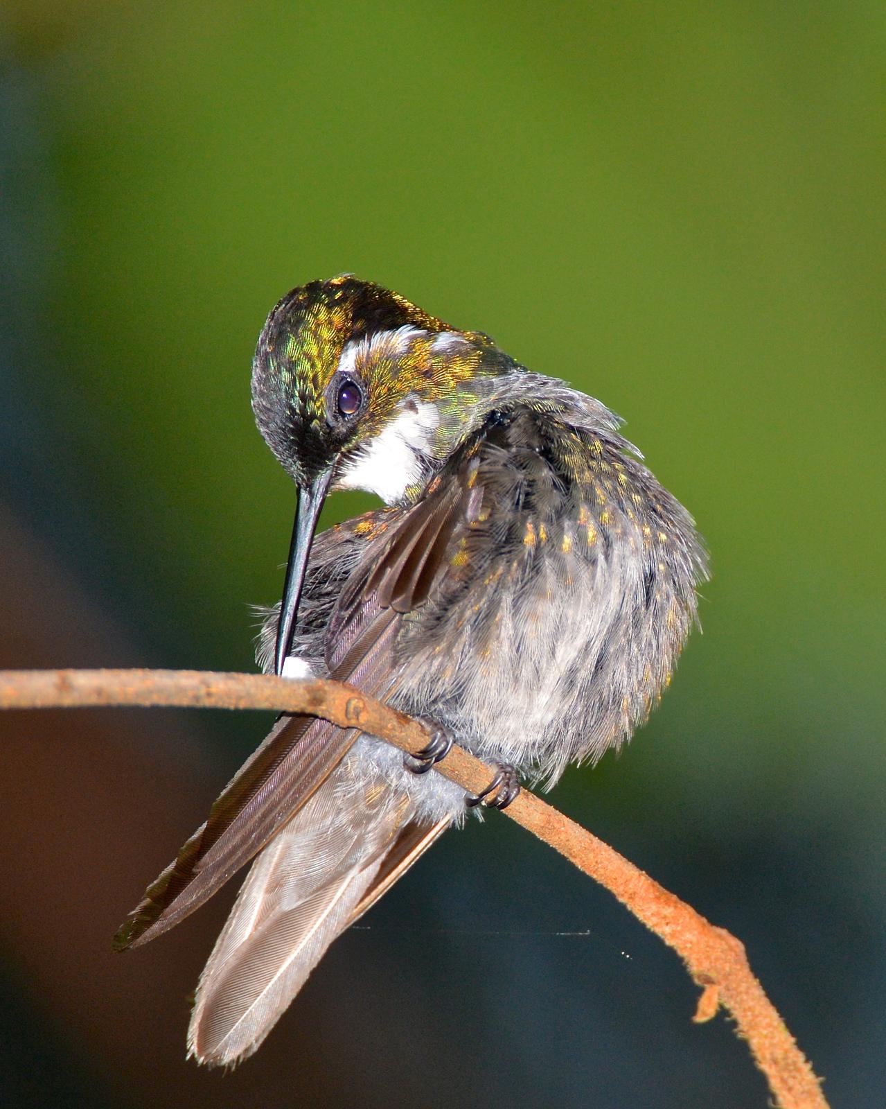 White-throated Mountain-gem (Gray-tailed) Photo by Gerald Friesen