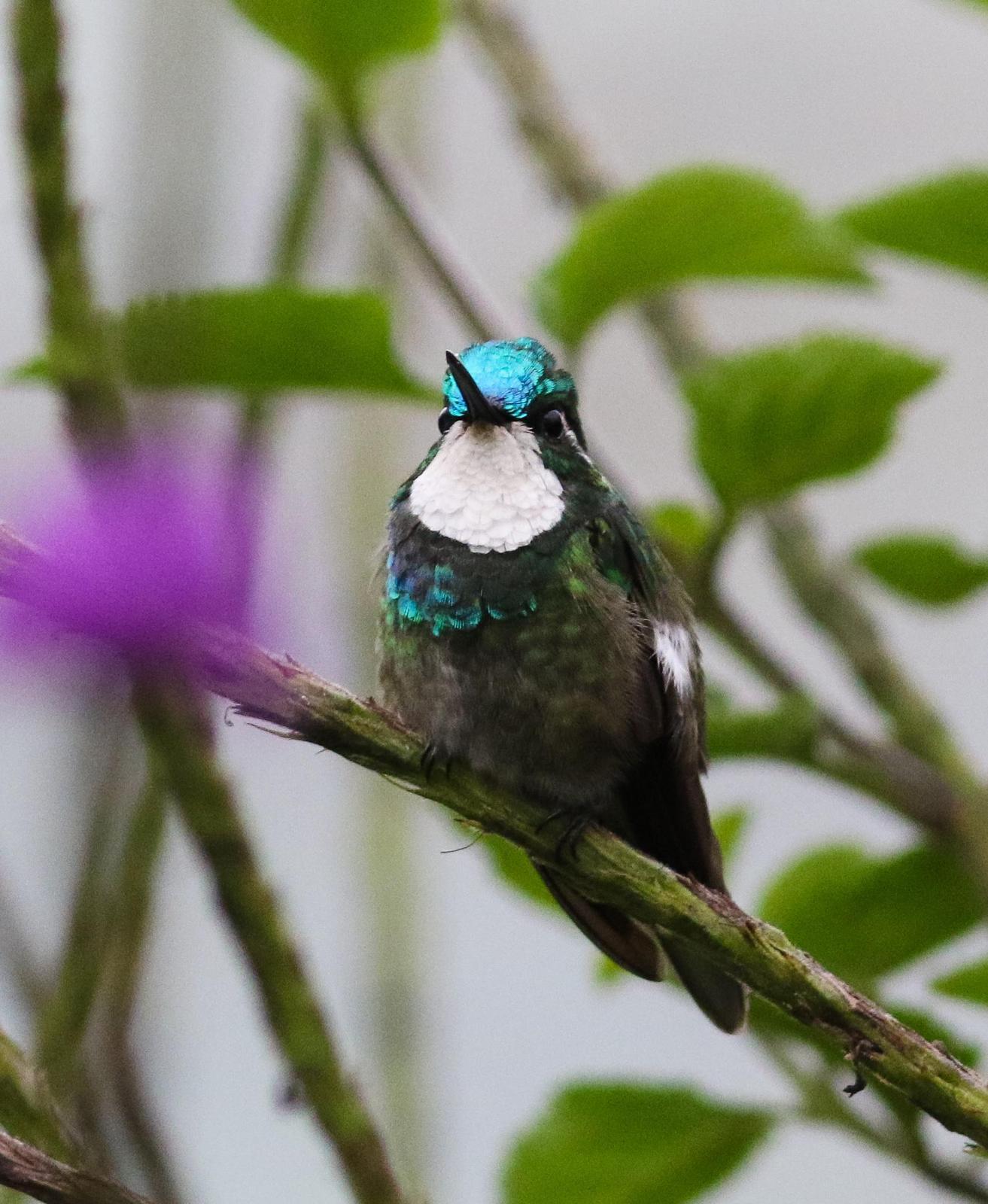 White-throated Mountain-gem (Gray-tailed) Photo by Leonardo Garrigues