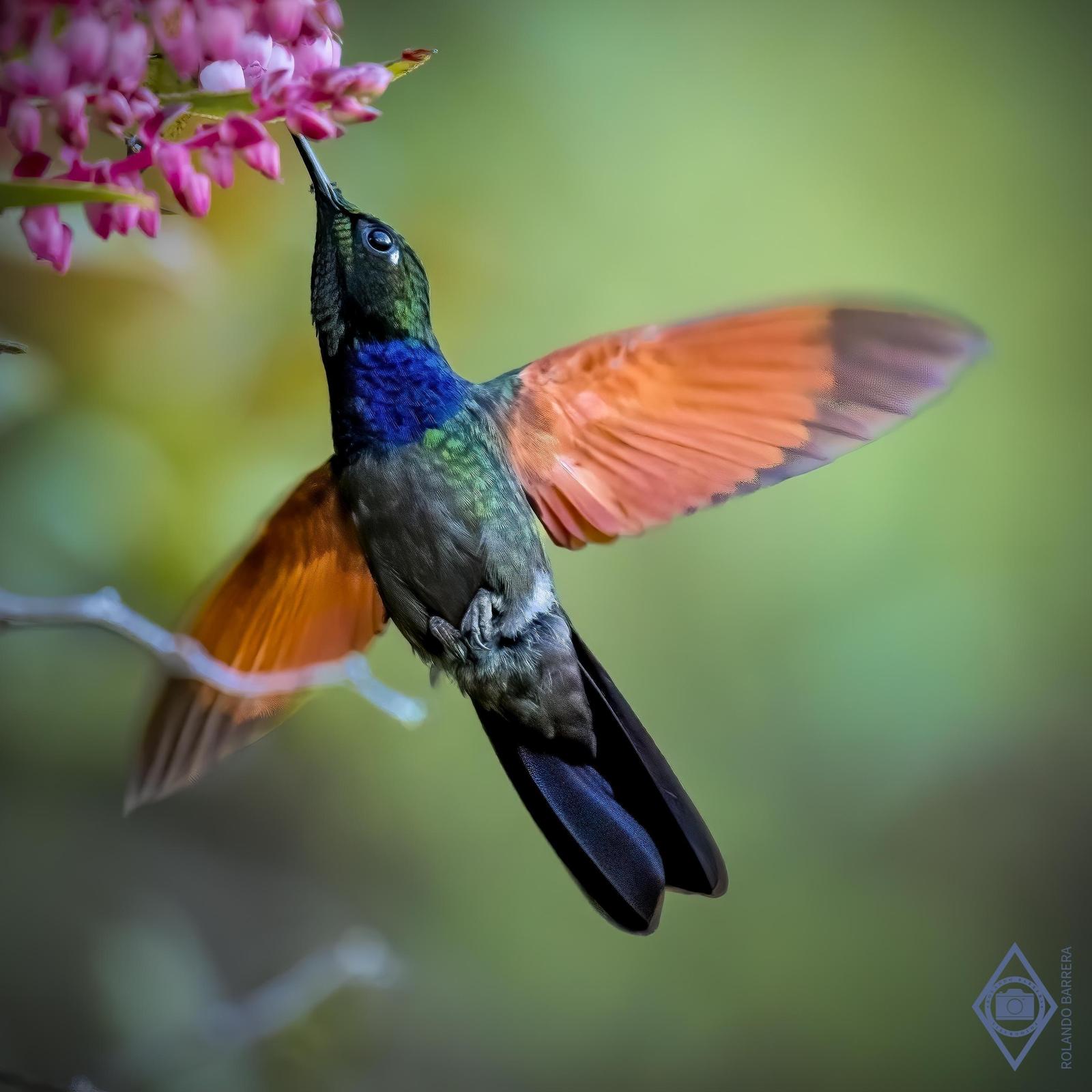 Garnet-throated Hummingbird Photo by Rolando Barrera