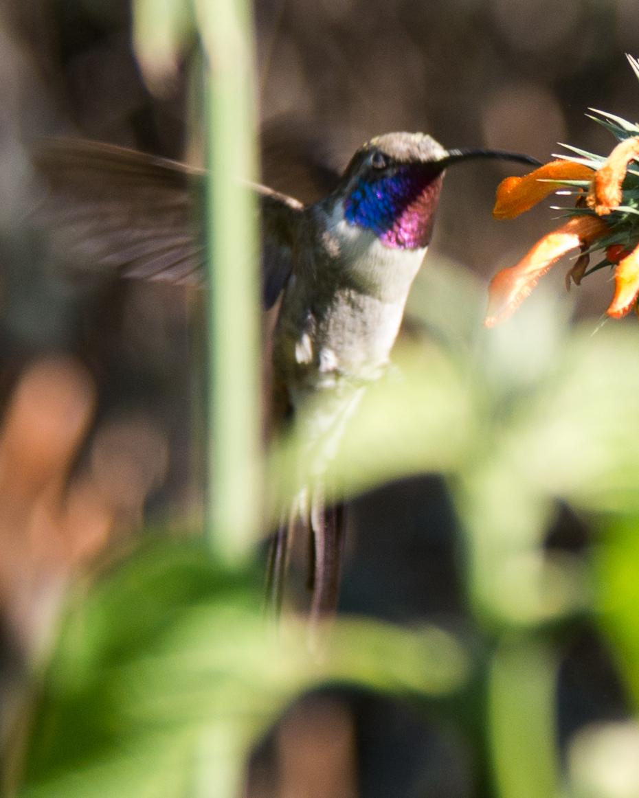Oasis Hummingbird Photo by Randy Siebert
