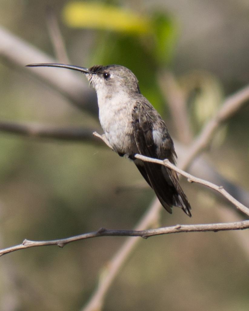 Oasis Hummingbird Photo by Randy Siebert