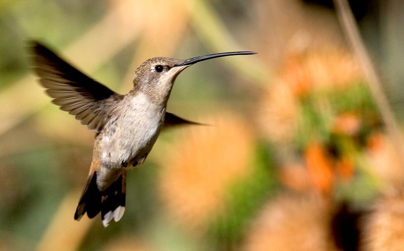 Oasis Hummingbird Photo by Ignacio Azocar