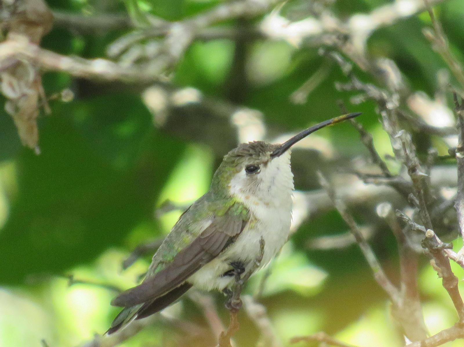 Mexican Sheartail Photo by Jeff Harding