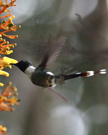Sparkling-tailed Hummingbird Photo by Michael L. P. Retter