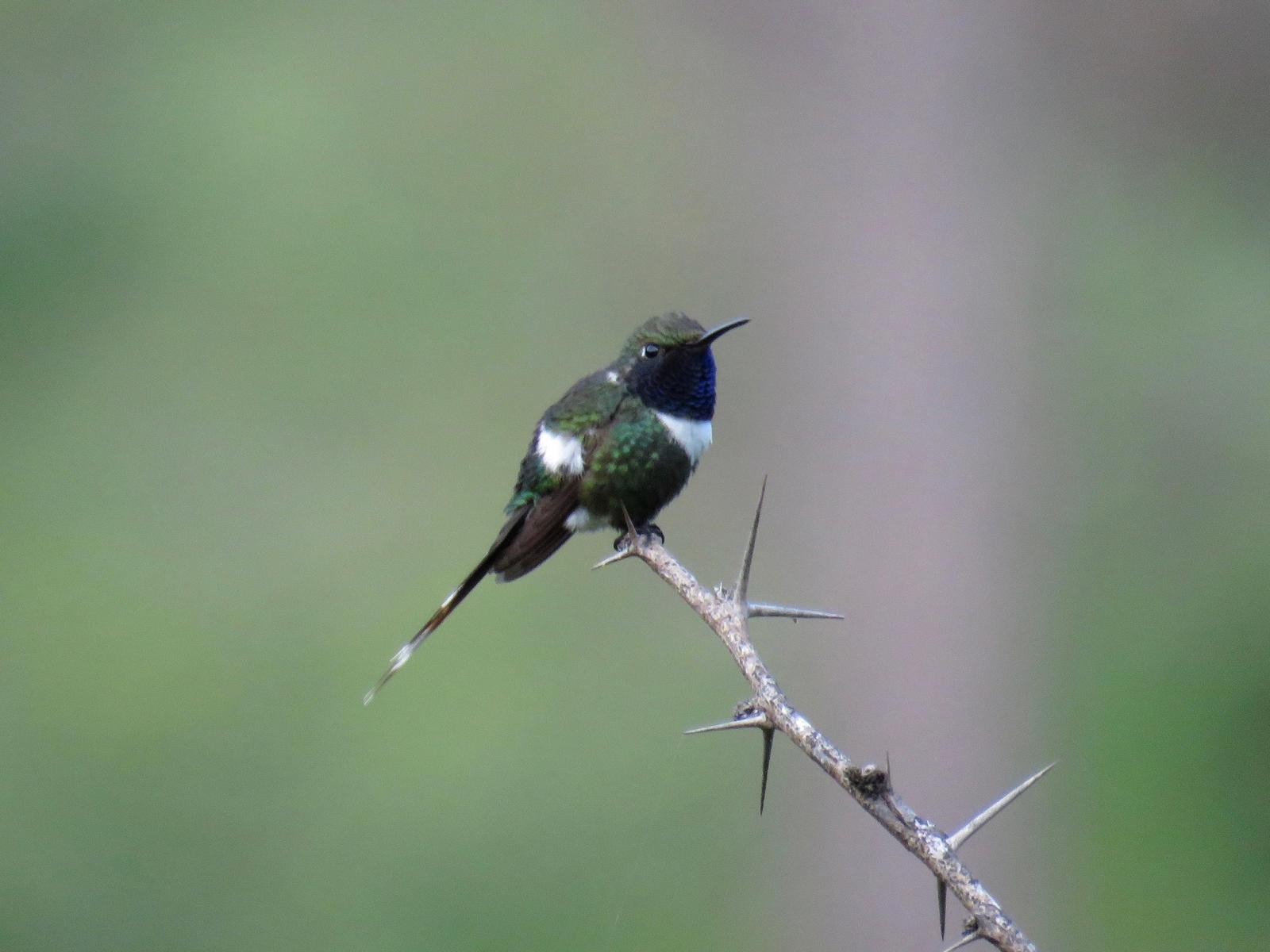 Sparkling-tailed Hummingbird Photo by John van Dort