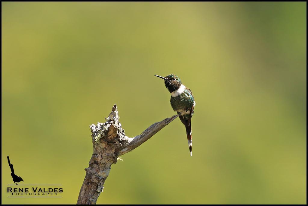 Sparkling-tailed Hummingbird Photo by Rene Valdes