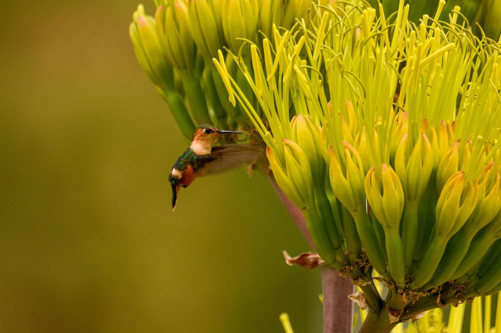 Sparkling-tailed Hummingbird Photo by Gustavo Fernandez