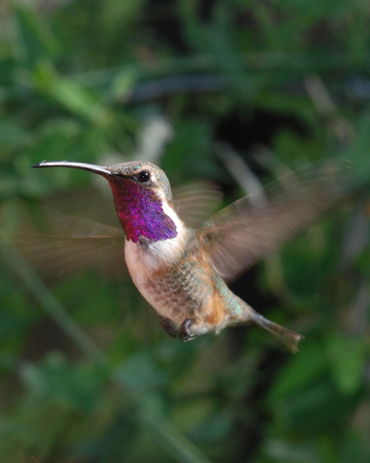 Lucifer Hummingbird Photo by Robert Behrstock