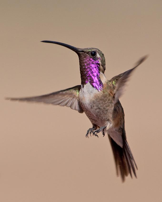 Lucifer Hummingbird Photo by Arlene Ripley