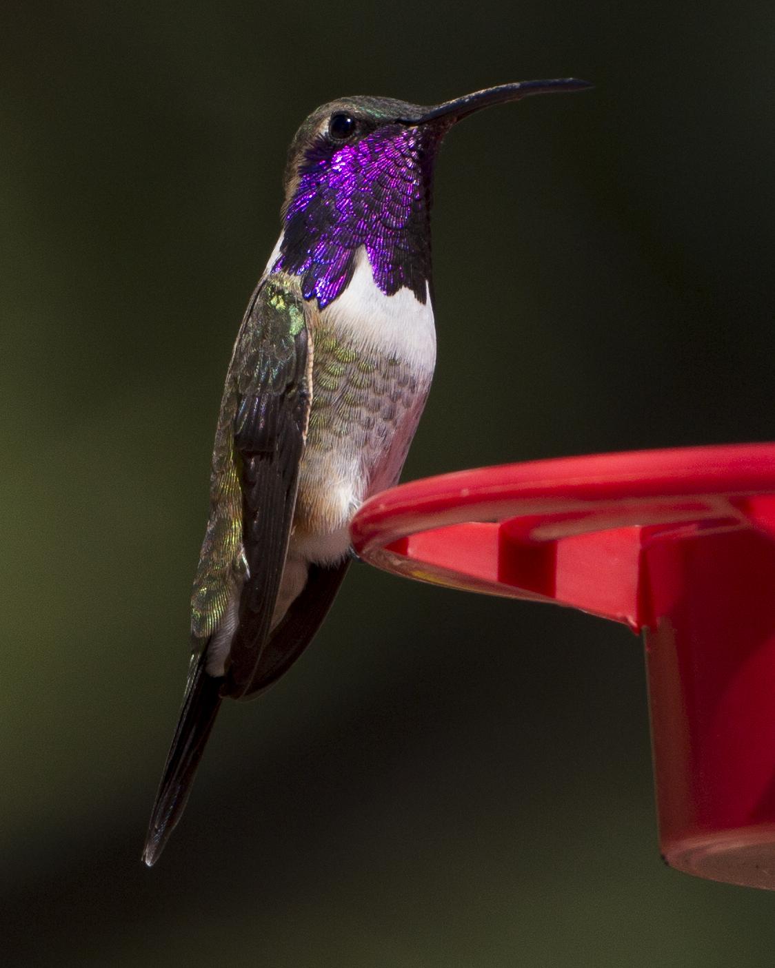Lucifer Hummingbird Photo by Jeff Moore