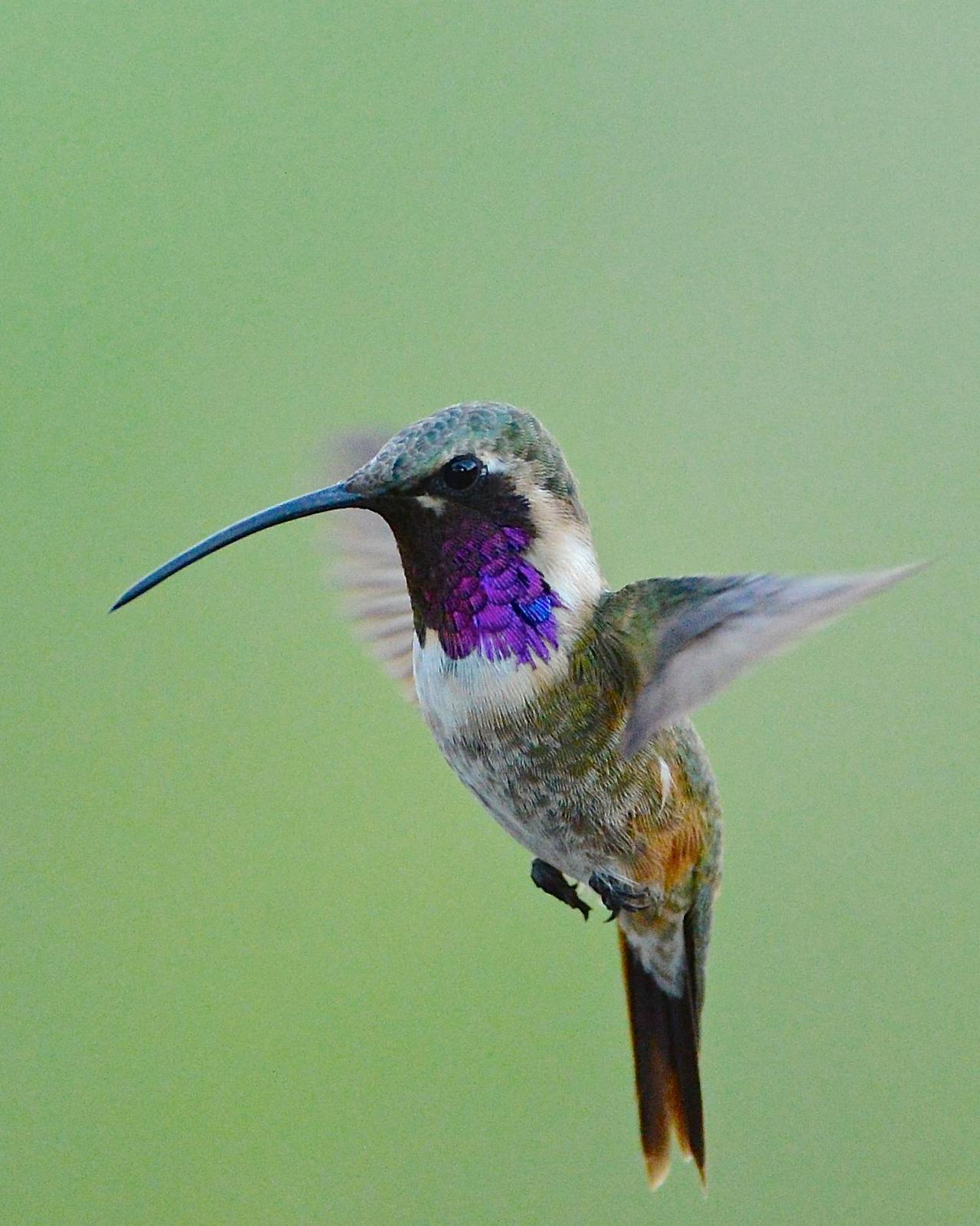 Lucifer Hummingbird Photo by Gerald Friesen