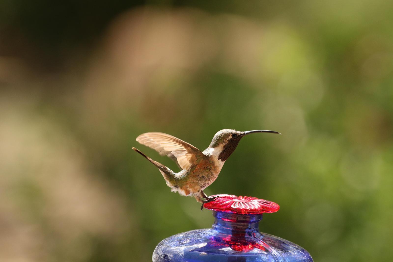 Lucifer Hummingbird Photo by Kristy Baker