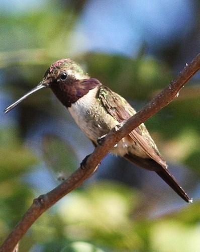 Beautiful Hummingbird Photo by Amy McAndrews