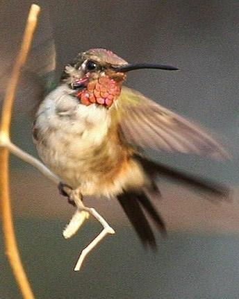 Beautiful Hummingbird Photo by Amy McAndrews