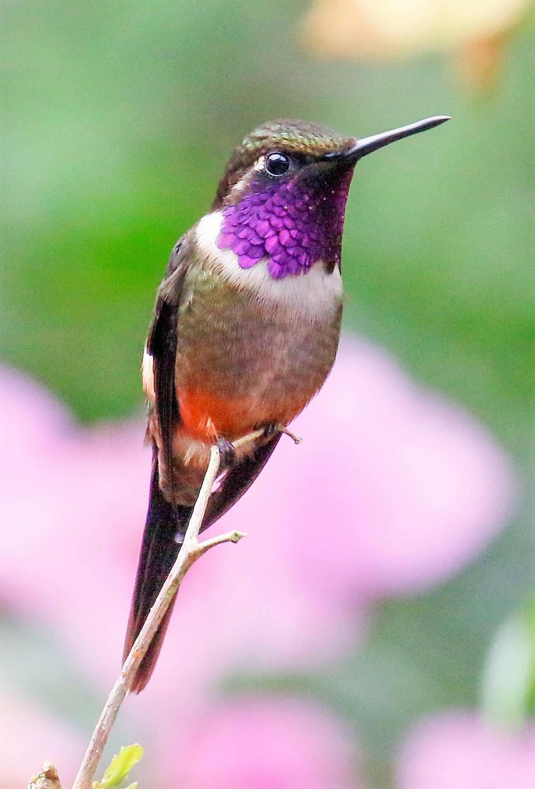 Purple-throated Woodstar Photo by Thomas Driscoll
