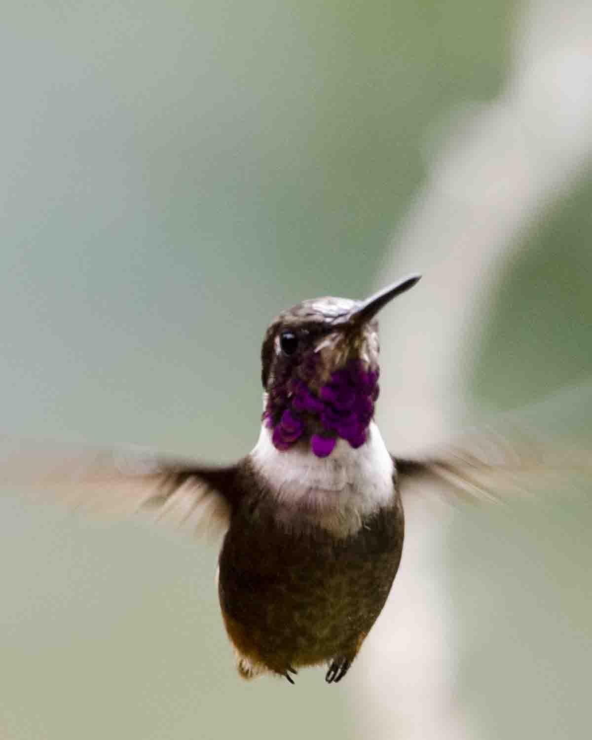 Purple-throated Woodstar Photo by Bob Hasenick