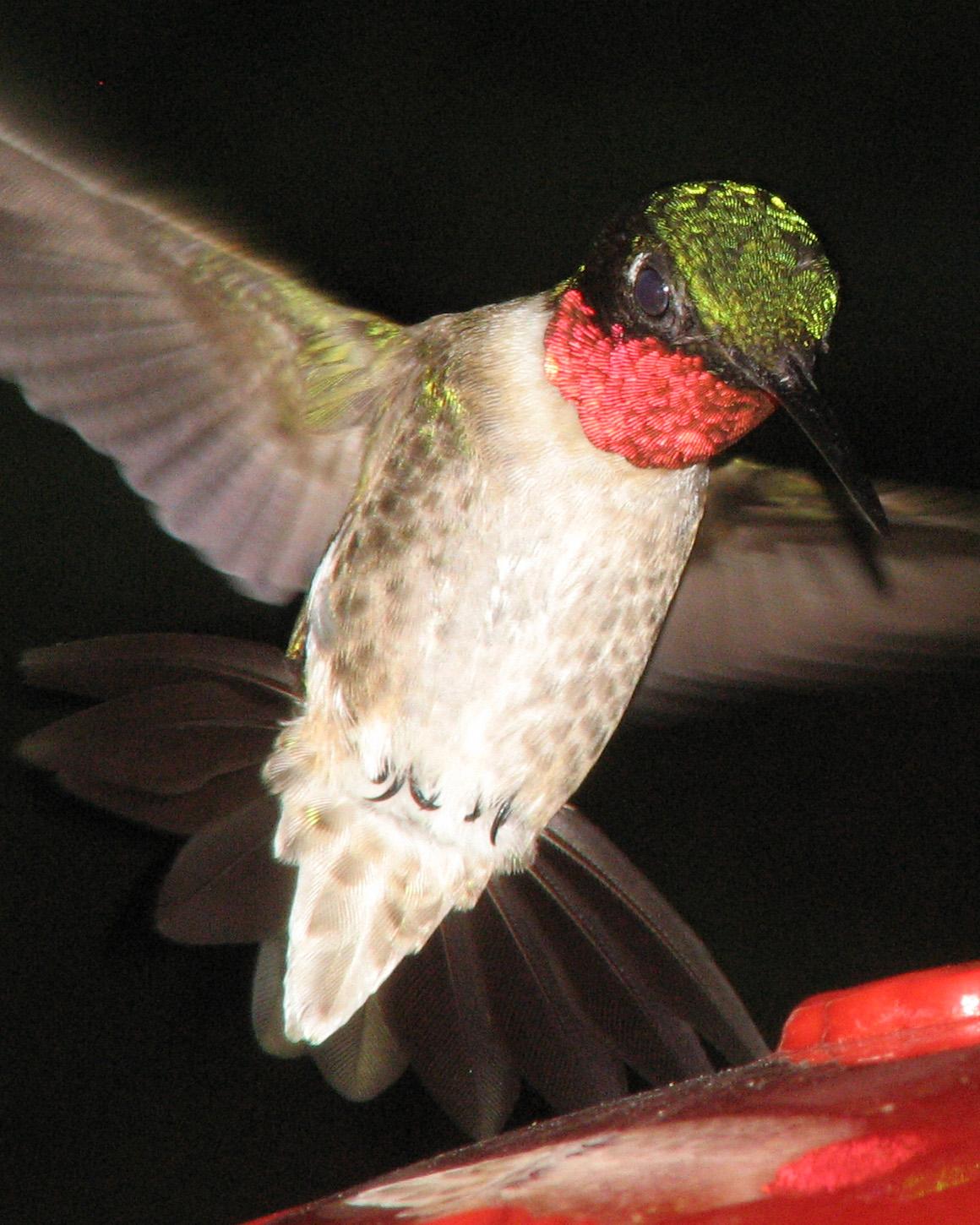 Ruby-throated Hummingbird Photo by Kent Fiala