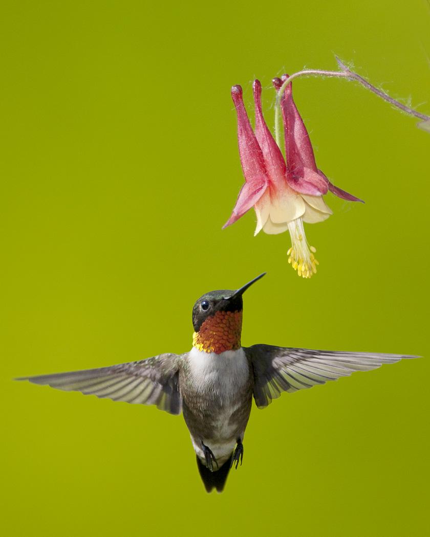 Ruby-throated Hummingbird Photo by Josh Haas