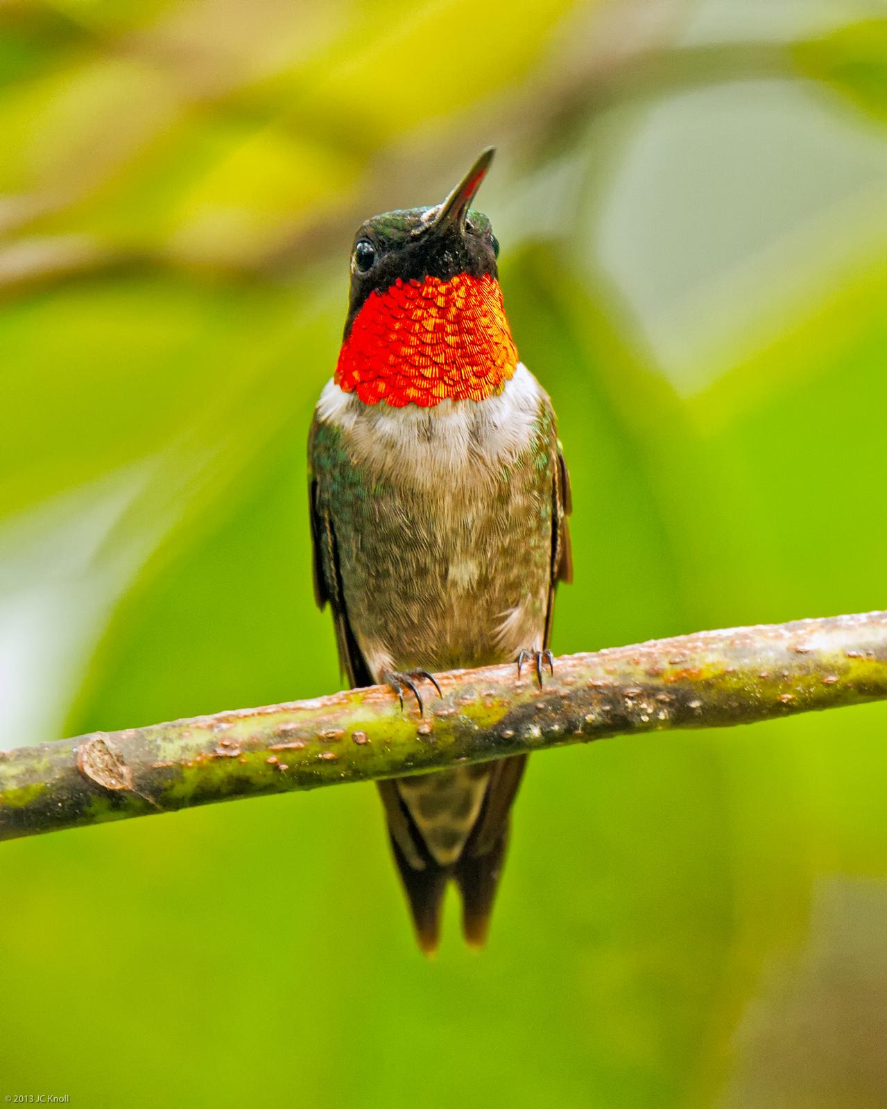 Ruby-throated Hummingbird Photo by JC Knoll