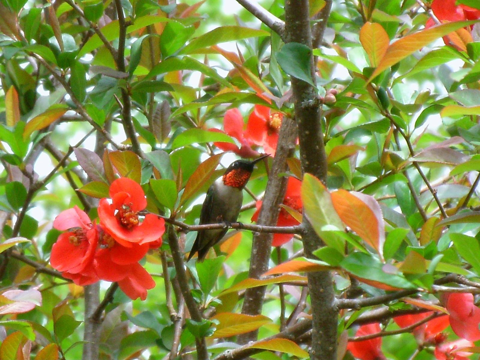 Ruby-throated Hummingbird Photo by Blaine MacDonald