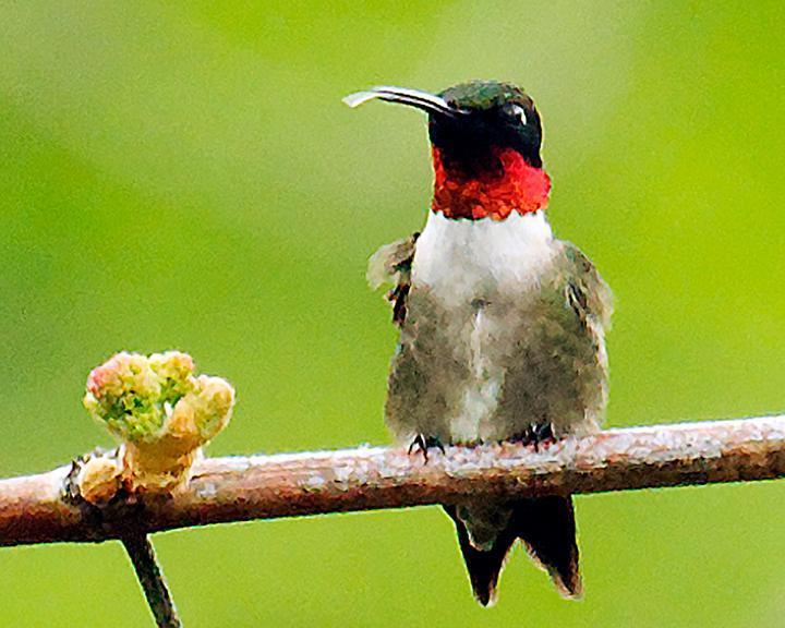 Ruby-throated Hummingbird Photo by Jean-Pierre LaBrèche