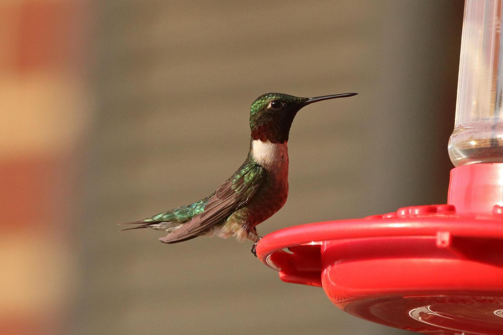 Ruby-throated Hummingbird Photo by Kristy Baker