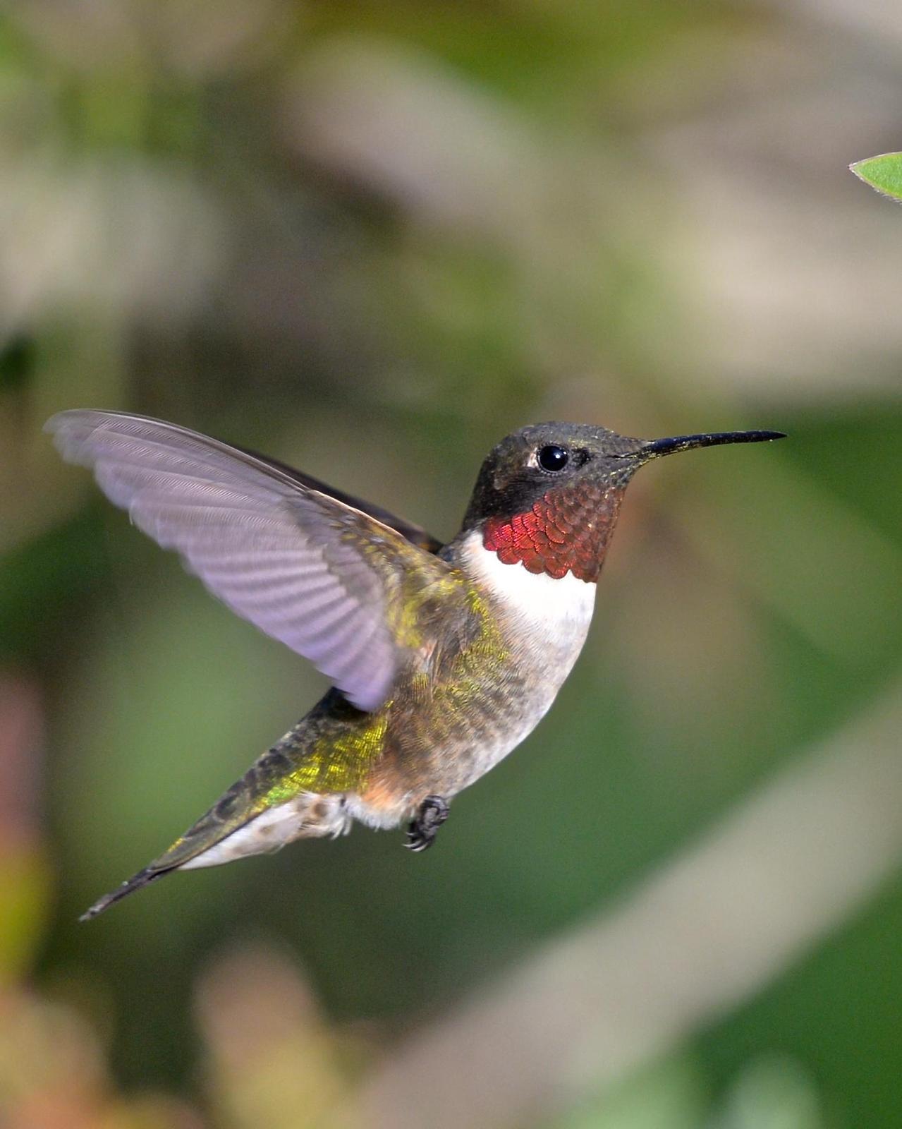 Ruby-throated Hummingbird Photo by Gerald Friesen