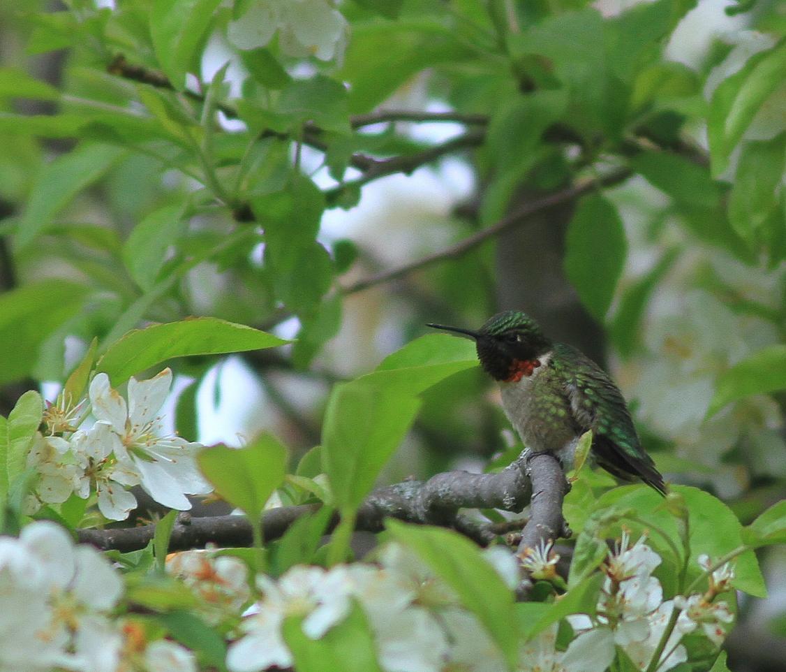 Ruby-throated Hummingbird Photo by Demayne Murphy