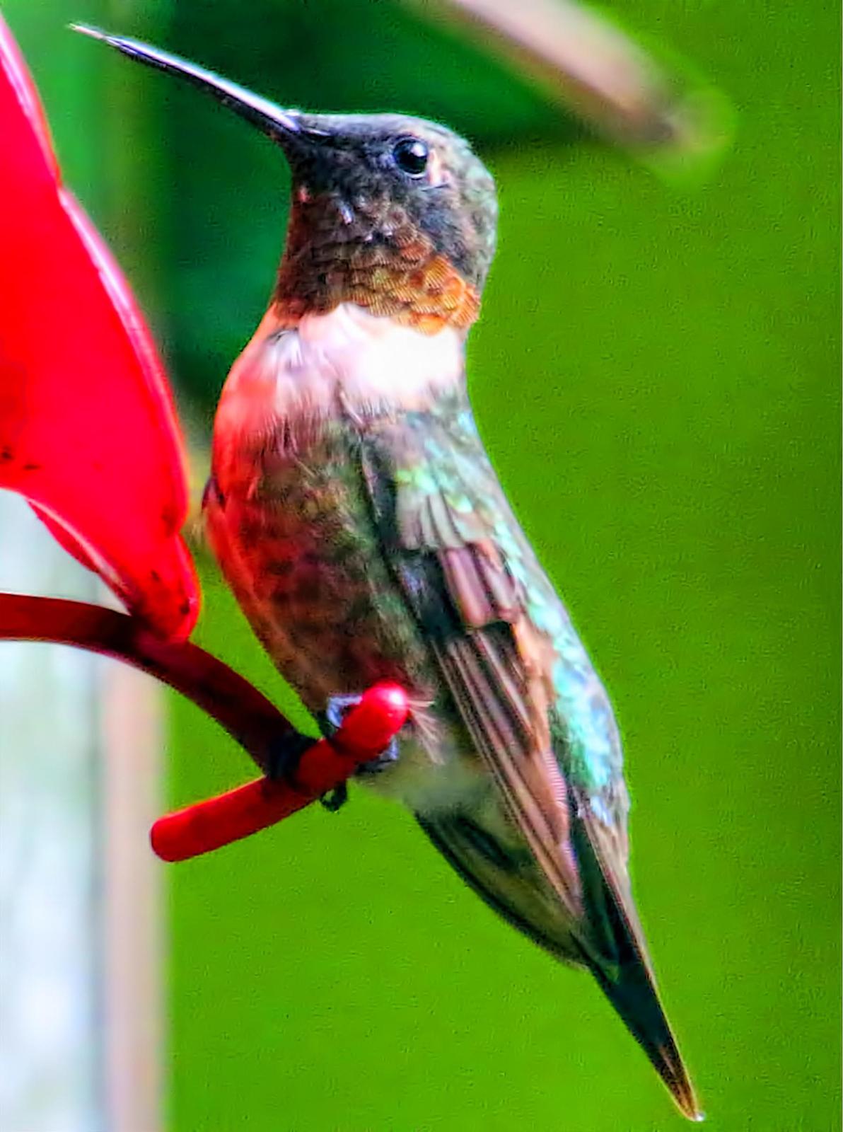 Ruby-throated Hummingbird Photo by Dan Tallman