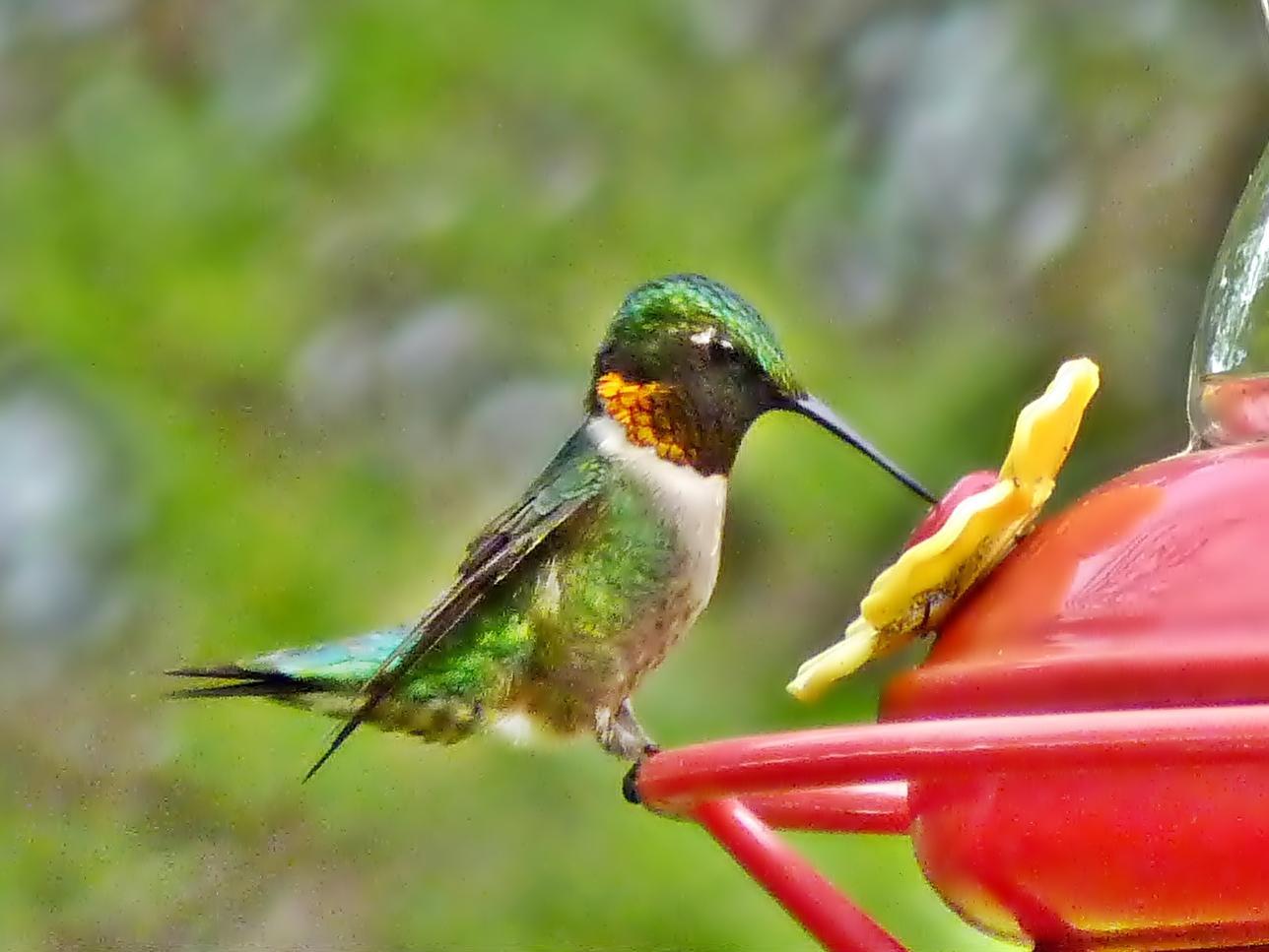 Ruby-throated Hummingbird Photo by Bob Neugebauer