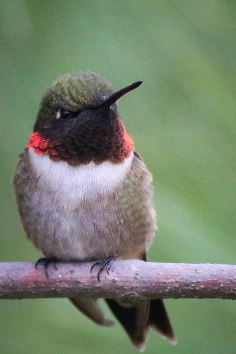 Ruby-throated Hummingbird Photo by Skip Russell