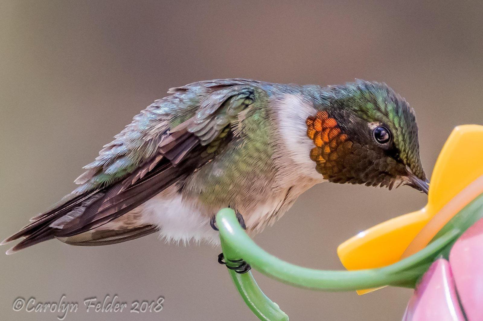 Ruby-throated Hummingbird Photo by Carolyn Felder