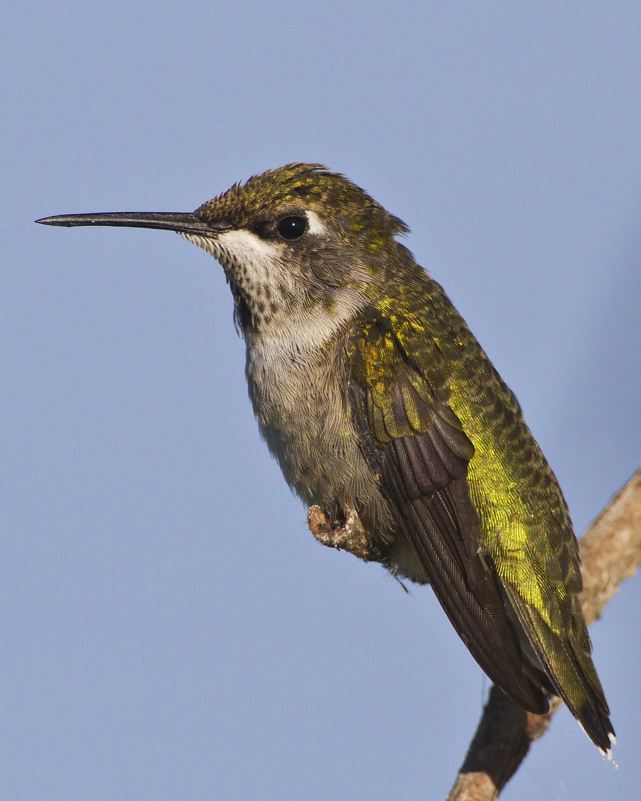 Ruby-throated Hummingbird Photo by Bill Adams