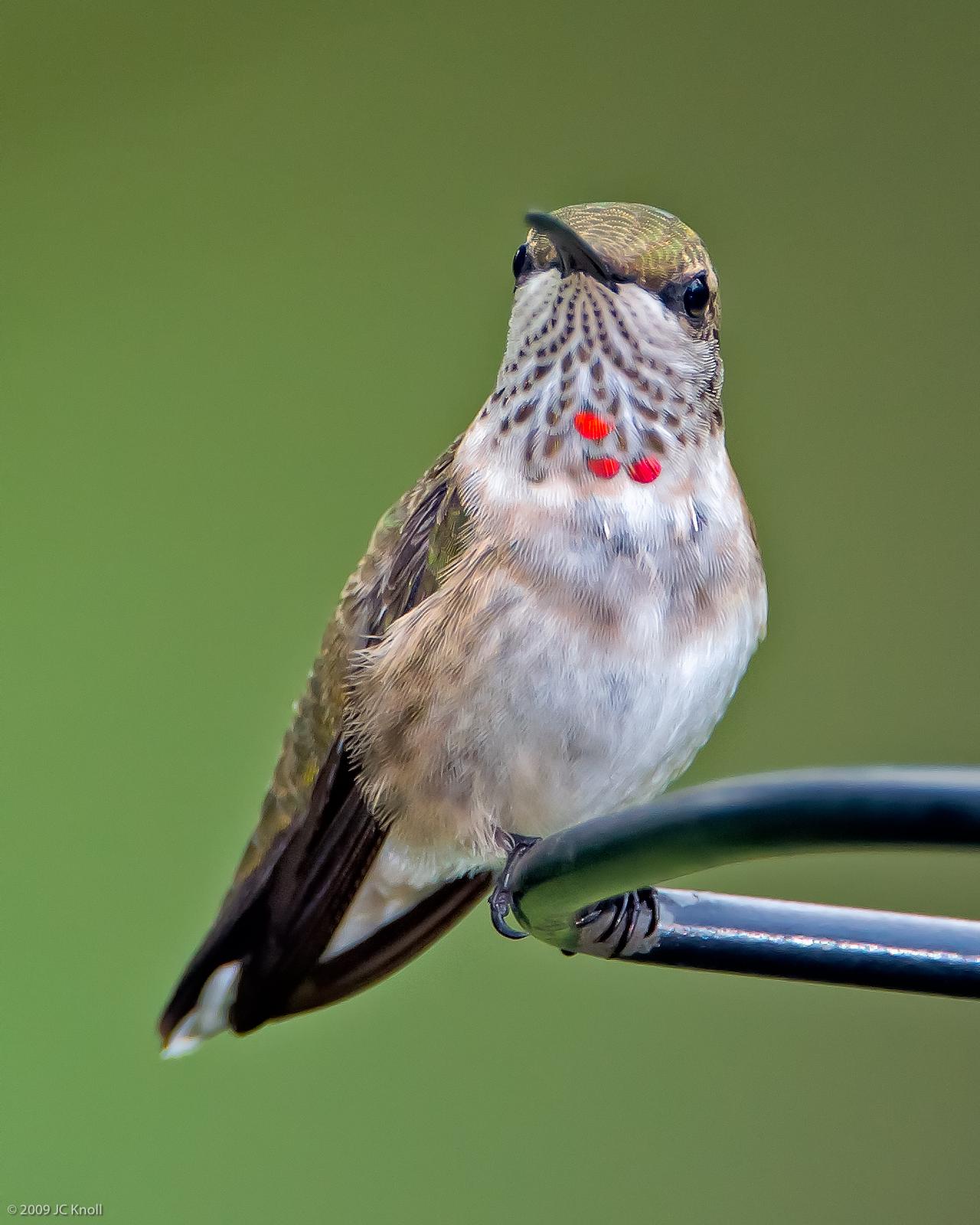 Ruby-throated Hummingbird Photo by JC Knoll