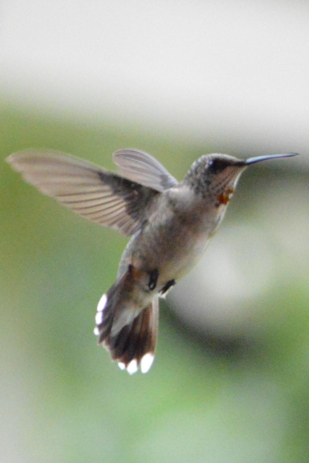Ruby-throated Hummingbird Photo by Jeannette Piecznski