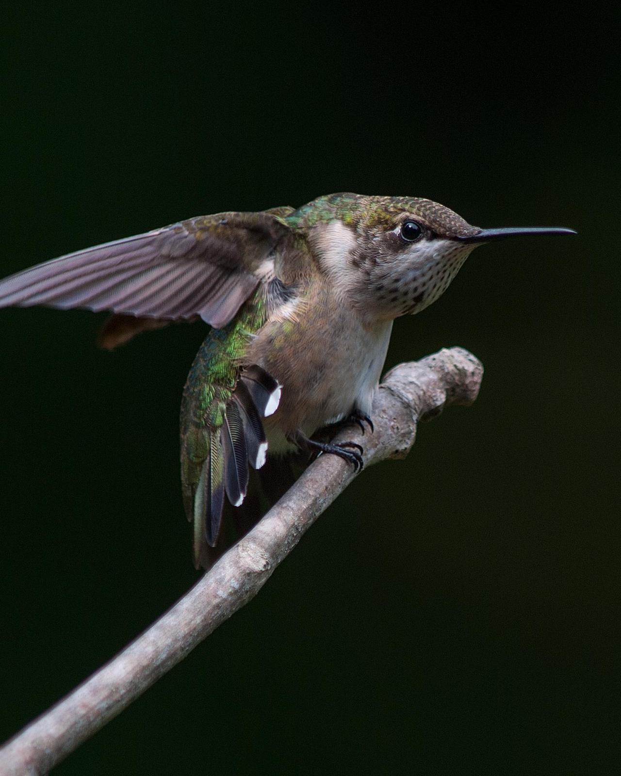 Ruby-throated Hummingbird Photo by Mark Blassage
