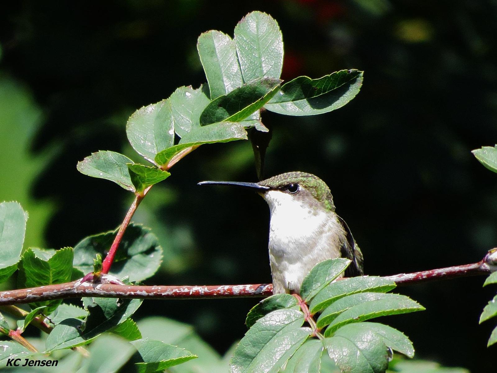 Ruby-throated Hummingbird Photo by Kent Jensen