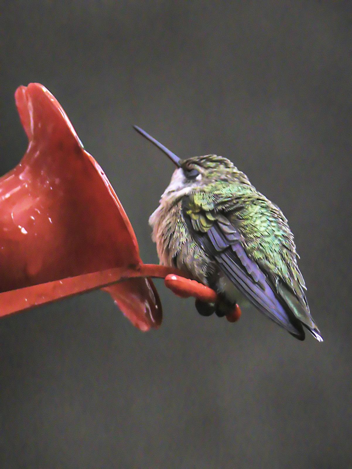 Ruby-throated Hummingbird Photo by Dan Tallman
