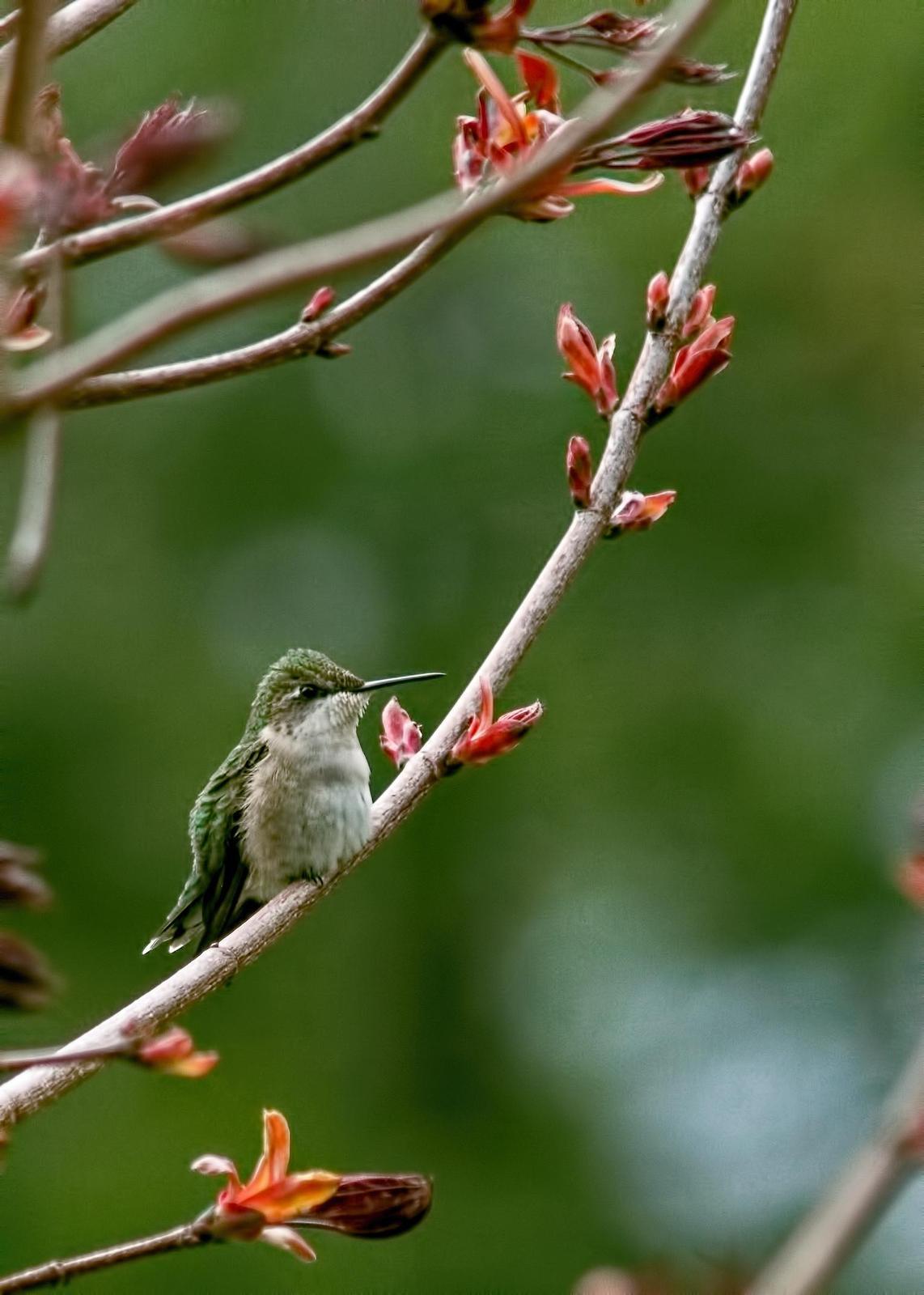 Ruby-throated Hummingbird Photo by Tracy Patterson