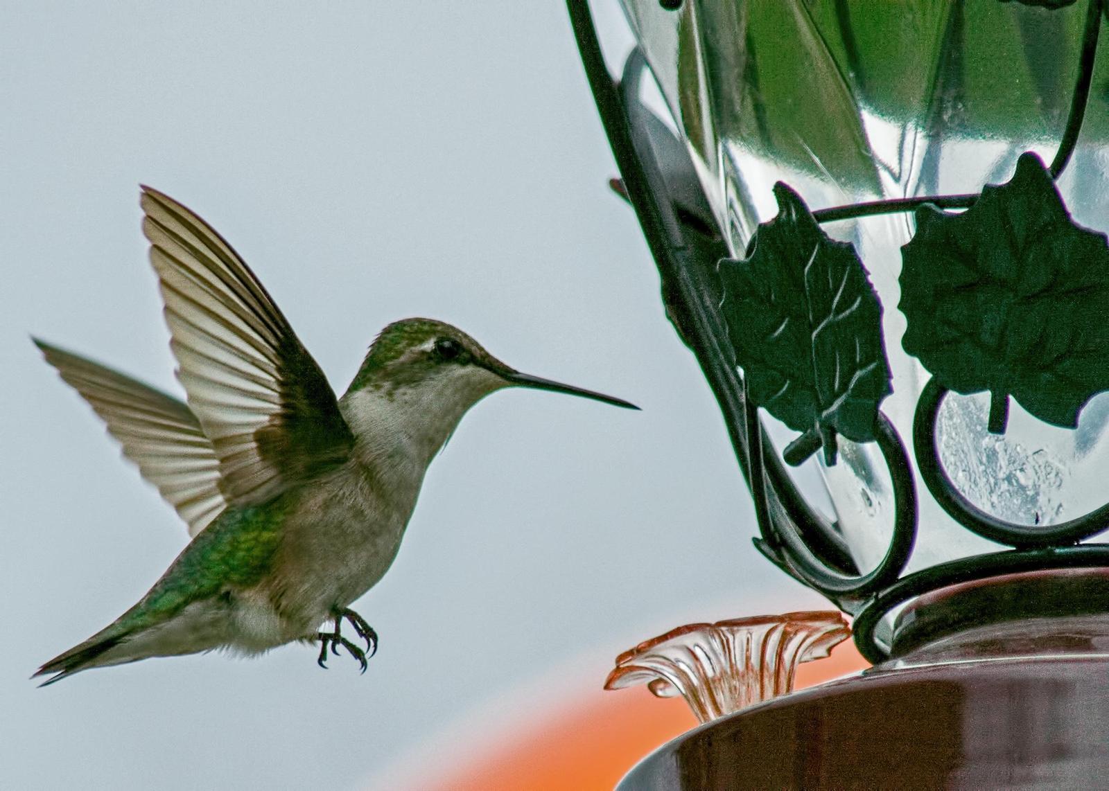 Ruby-throated Hummingbird Photo by Tracy Patterson